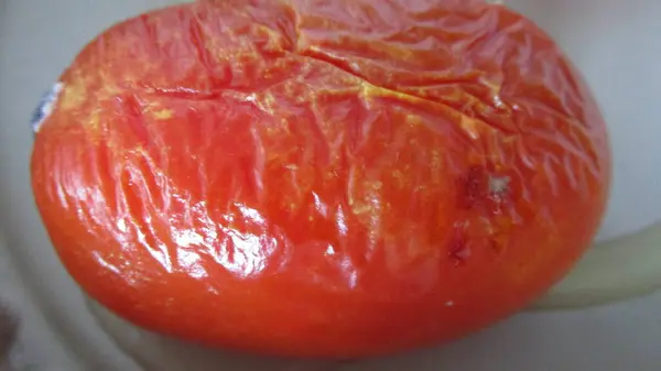 Kasenin dibindeki çürük kırmızı domates..