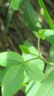 yeşil yapraklar, bitkiler ve yapraklar