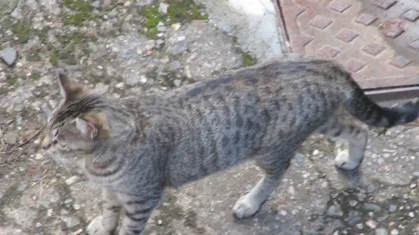 Sokakta sevimli kedi