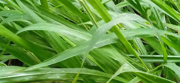 Çiyli yeşil çimen