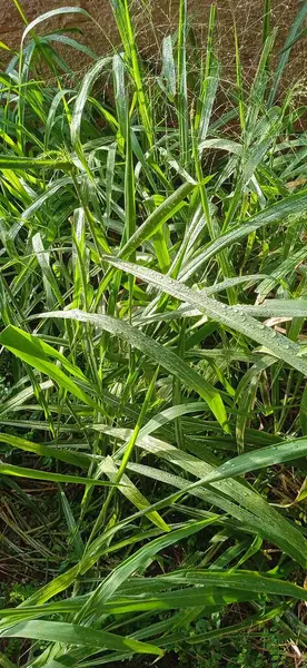 Bahçedeki yeşil çimlerin üzerine yağmur damlaları