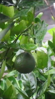 bir portakal ağacının yeşil yaprakları 