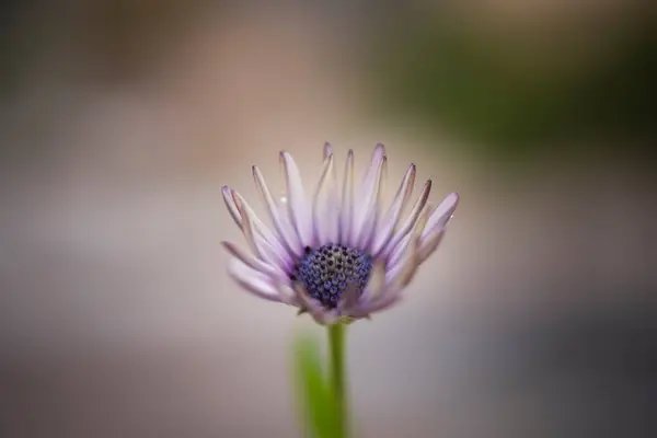 Fotózás Egy Százszorszép Virág Fehér Szirmok Fényképek Virágok Természet — Stock Fotó