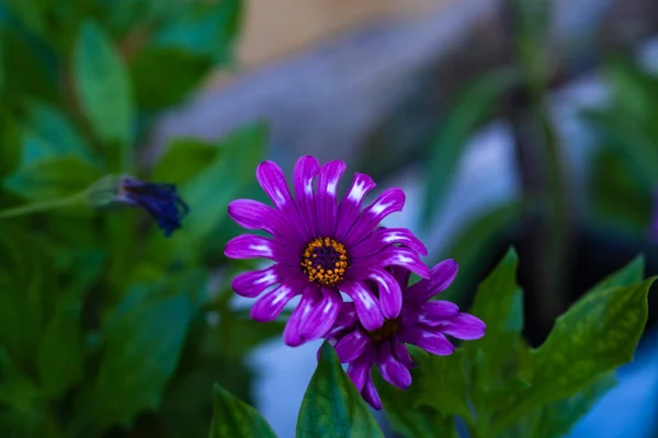 Photographie Une Fleur Marguerite Aux Pétales Violets Photographies Fleurs Nature — Photo