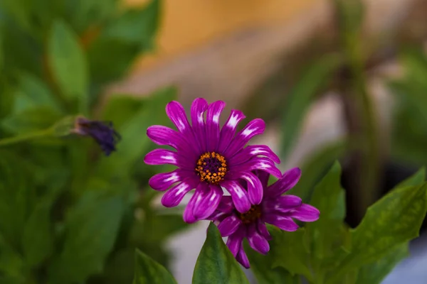 Photographie Une Fleur Marguerite Aux Pétales Violets Photographies Fleurs Nature — Photo