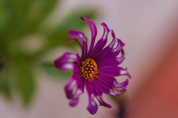 Fotografie Einer Gänseblümchenblume Mit Lila Blütenblättern Fotografien Von Blumen Und — Stockfoto
