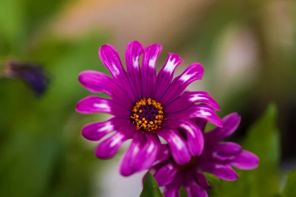 Fotografie Einer Gänseblümchenblume Mit Lila Blütenblättern Fotografien Von Blumen Und — Stockfoto