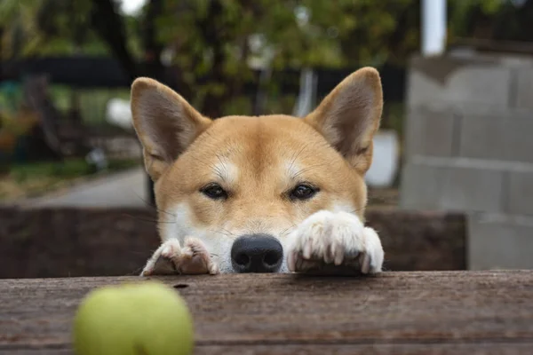 Shiba Inu Breed Dog Puppy Looking Green Walnut Table Smiling — Stock Photo, Image