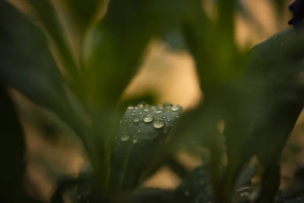 Rainwater Drops Green Leaf Photography Rain Drops — Stock Photo, Image