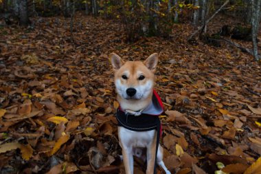 Japon shiba inu tarlada köpek yavrusu yetiştirir. Kamera hayvanlarına ve hayvanlara bakarak oynarlar.