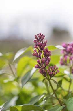 Doğanın ve çiçeklerin yeşil arkaplan fotoğraflarıyla mor yabani çiçeklerin görüntüsü