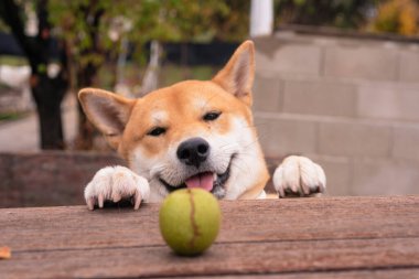 Shiba inu cins köpek yavrusu ön bacakları ahşap bir masada dinleniyor yeşil bir fındık yakalamış gibi görünüyor.