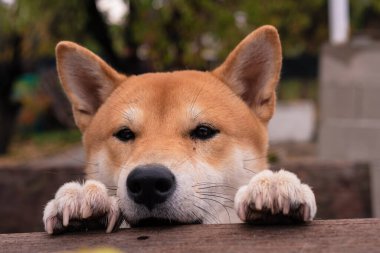 Shiba inu cins köpek yavrusu ön bacakları ahşap bir masada dinleniyor.