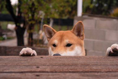 Shiba inu cins köpek yavrusu ön bacakları ahşap bir masaya yaslanmış dilindeki hayvan görüntüsünü dışarı çıkarıyor.