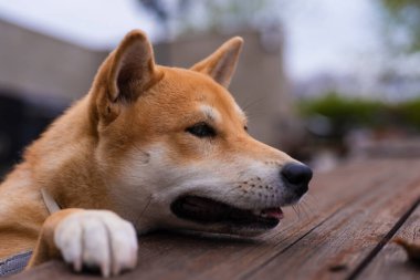 Shiba inu cins köpek yavrusu ön bacakları ahşap bir masaya yaslanmış dilindeki hayvan görüntüsünü dışarı çıkarıyor.