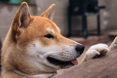 Shiba inu cins köpek yavrusu ön bacakları ahşap bir masaya yaslanmış dilindeki hayvan görüntüsünü dışarı çıkarıyor.