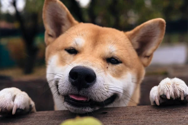 Shiba Inu Ras Hund Valp Vilar Med Frambenen Ett Träbord — Stockfoto