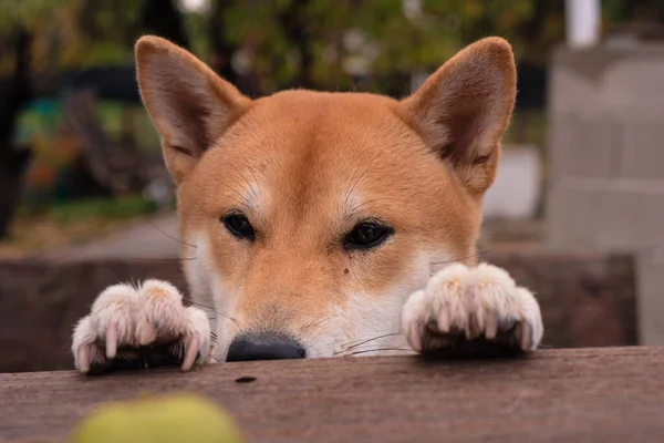 Shiba Inu Crianza Perro Cachorro Descansando Con Sus Patas Delanteras — Foto de Stock