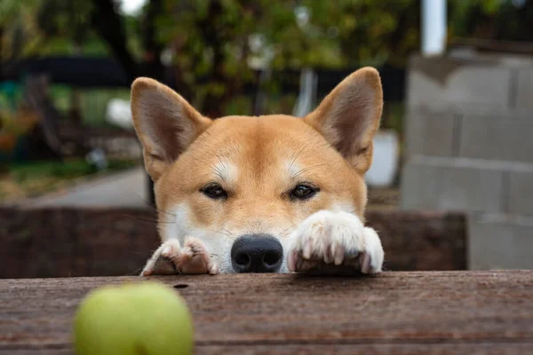 Shiba Inu Ras Hund Valp Tittar Grön Valnöt Ovanför Ett — Stockfoto