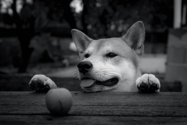 Shiba Inu Crianza Cachorro Perro Apoyado Con Sus Patas Delanteras —  Fotos de Stock