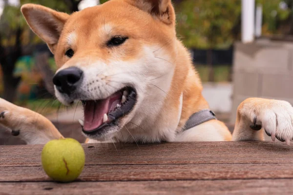 Shiba Inu Ras Hund Valp Vilar Med Frambenen Ett Träbord — Stockfoto