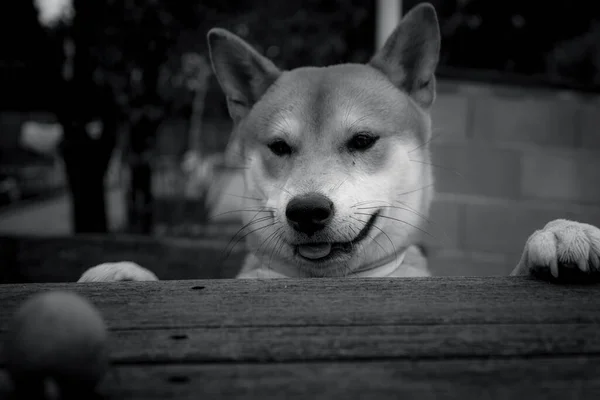 Shiba Inu Ras Hund Valp Lutar Med Frambenen Ett Träbord — Stockfoto