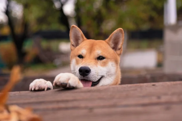 Shiba Inu Breed Dog Puppy Leaning Its Front Legs Wooden — Stock Photo, Image
