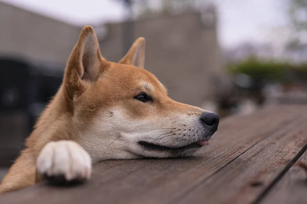 Shiba Inu Rasy Pies Szczeniak Spoczywa Jego Przednich Nóg Drewnianym — Zdjęcie stockowe