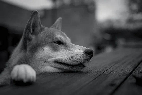 Щенок Шиба Ину Породы Собаки Опираясь Передние Ноги Деревянный Стол — стоковое фото