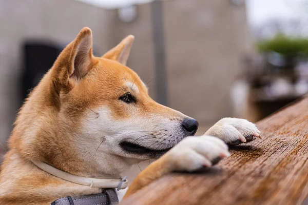 Shiba Inu Breed Dog Puppy Resting Its Front Legs Wooden — Stock Photo, Image