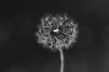 Yaygın bir karahindiba hava tabancası topunun siyah ve beyaz dikey görüntüsü. Üfleyen kabarık tohumlar ve stoklar için bir dilek çiçeği ve doğa fotoğrafı.