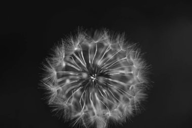 Yaygın bir karahindiba hava tabancası topunun siyah ve beyaz dikey görüntüsü. Üfleyen kabarık tohumlar ve stoklar için bir dilek çiçeği ve doğa fotoğrafı.