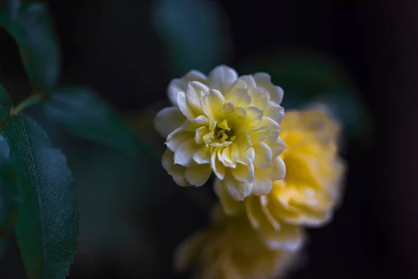 Λουλούδι Ενός Λευκού Νάνου Τριαντάφυλλο Φόντο Θολή Σκούρο Χρώμα Φωτογραφία — Φωτογραφία Αρχείου