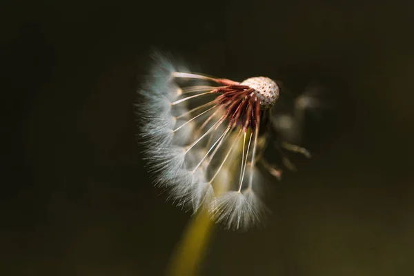 ふわふわの種子の花の半分を持つ一般的なタンポポのブローガンボールの垂直閉鎖と株式のための自然写真 — ストック写真