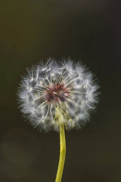 Κάθετη Closeup Μιας Κοινής Πιτυρίδας Blowgun Μπάλα Lsus Αφράτο Σπόρους — Φωτογραφία Αρχείου