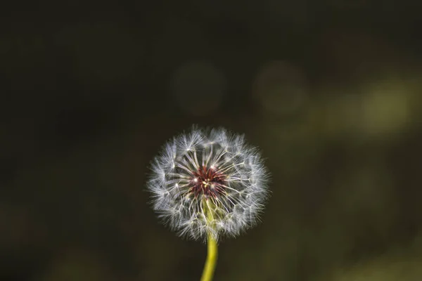 Κάθετη Closeup Μιας Κοινής Πιτυρίδας Blowgun Μπάλα Lsus Αφράτο Σπόρους — Φωτογραφία Αρχείου