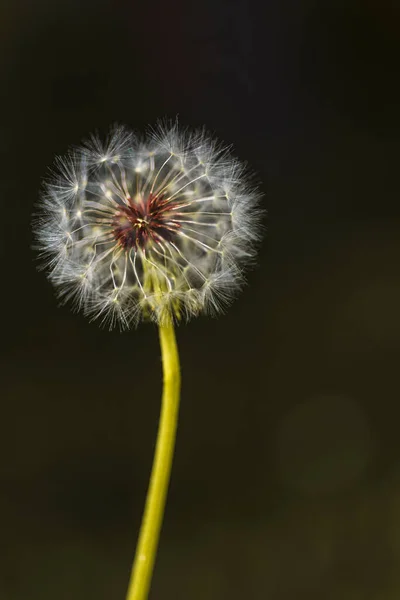 一个普通蒲公英吹气球的垂直特写 用松软的种子吹气 做成许愿花和自然摄影 — 图库照片