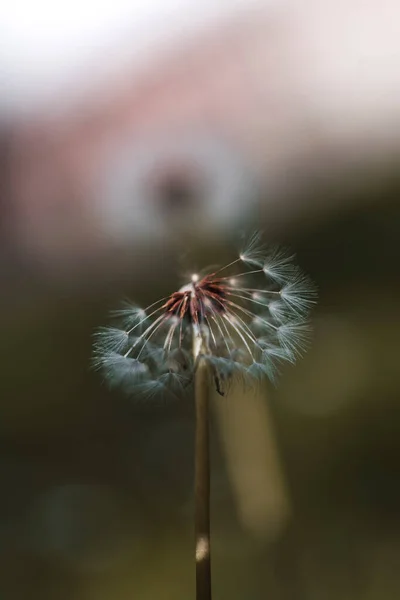Вертикальный Крупный План Обычного Мяча Одуванчика Половиной Пушистых Семян Цветок — стоковое фото