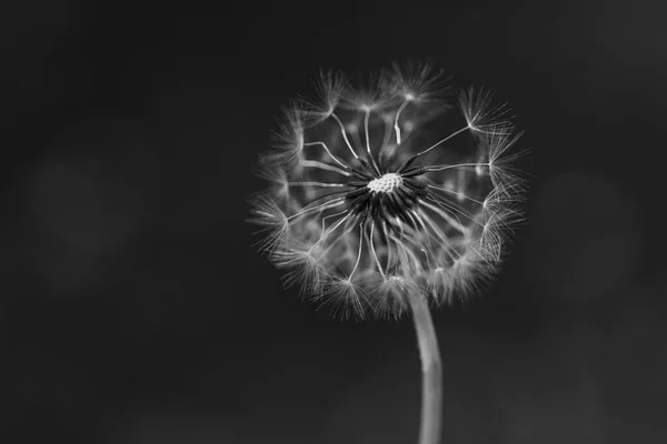 株式のための願いの花と自然写真を作るために打撃を与えるために少ないふわふわの種子と一般的なタンポポの砲弾の黒と白の垂直閉鎖 — ストック写真