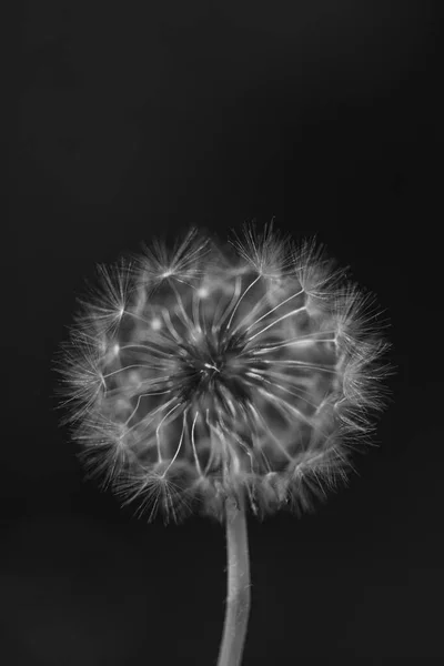 Μαύρο Και Άσπρο Κατακόρυφη Closeup Μιας Κοινής Πιτυρίδας Blowgun Μπάλα — Φωτογραφία Αρχείου