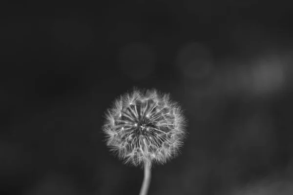 株式のための願いの花と自然写真を作るために打撃を与えるために少ないふわふわの種子と一般的なタンポポの砲弾の黒と白の垂直閉鎖 — ストック写真