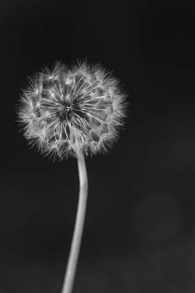 Black White Vertical Closeup Common Dandelion Blowgun Ball Lsus Fluffy — Stock Photo, Image