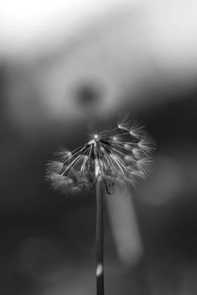 Вертикальный Крупный План Обычного Мяча Одуванчика Половиной Пушистых Семян Цветок — стоковое фото
