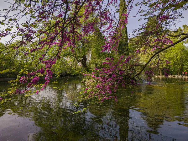 spring landscape in an urban park with the colored trees next to a water pond