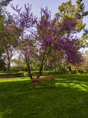 Su birikintisinin yanındaki renkli ağaçların olduğu bir şehir parkında bahar manzarası.