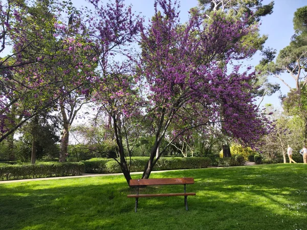 Wiosenny Krajobraz Parku Miejskim Kolorowymi Drzewami Przy Stawie Wodnym — Zdjęcie stockowe