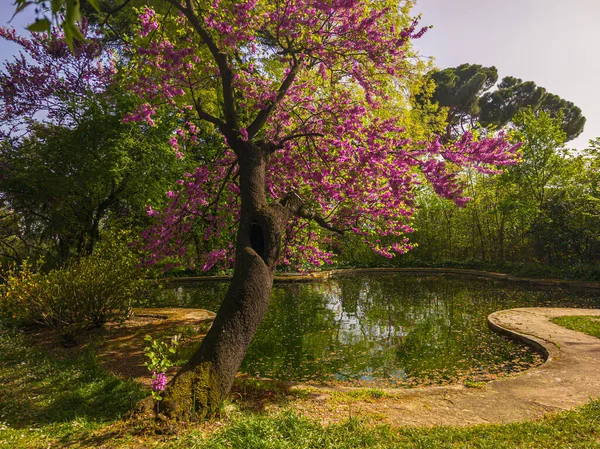 池の隣にカラーの木がある都会の公園の春の風景 — ストック写真