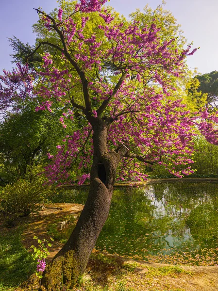 spring landscape in an urban park with the colored trees next to a water pond