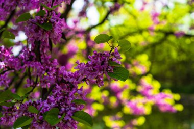 Çiçeklerin ve bitkilerin renkli resimlerinin bulanık arkaplanı olan bahçenin doğasında