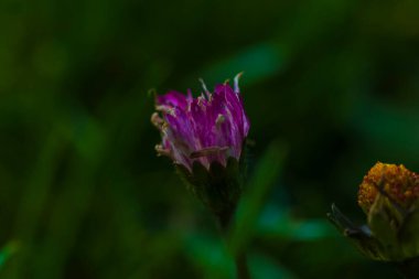Çiçeklerin ve bitkilerin renkli resimlerinin bulanık arkaplanı olan bahçenin doğasında